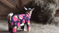 goat pajamas goats in pajamas