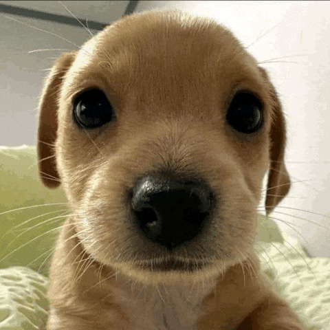 Dog D GIF