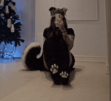 Paws GIF