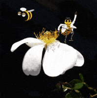 Honey Bee GIF by GIF IT UP