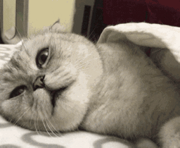 Cat GIF