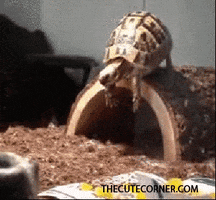 wiffle turtles GIF