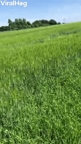 Happy Dog Bounds Through Grass GIF by ViralHog