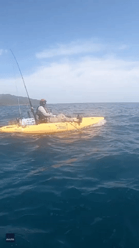 Shark Tows Kayaker After Chomping Fishing Bait Off Panama Coast