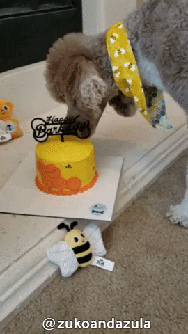 Birthday Cake GIF by Geekster Pets