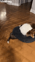 Dog Funny Animals GIF by ViralHog