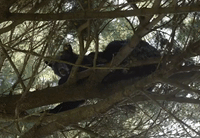 Bear Removed From Tree in Downtown Albany Park