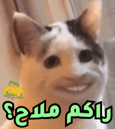 Are You Ok Funny Cat GIF by Jawal Games