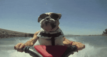 fun dog GIF