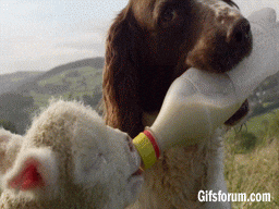 lamb GIF - lamb GIF