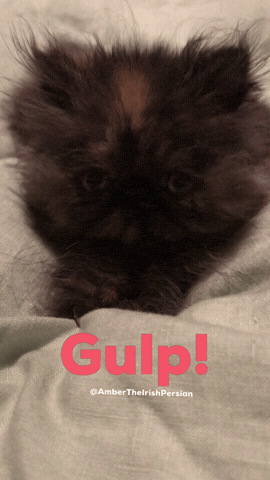 Cat GIF