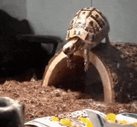 Funny-turtles GIFs - Get the best GIF on GIPHY