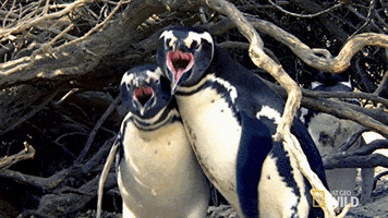 Animal Fight Night Penguin GIF by Nat Geo Wild