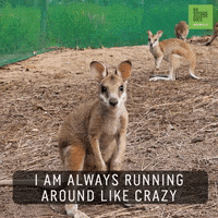 Baby Animals Australia GIF by 60 Second Docs