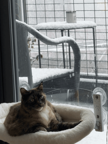 Cat GIF
