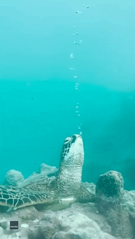 Sea Turtle Blowing Bubbles GIF by Storyful