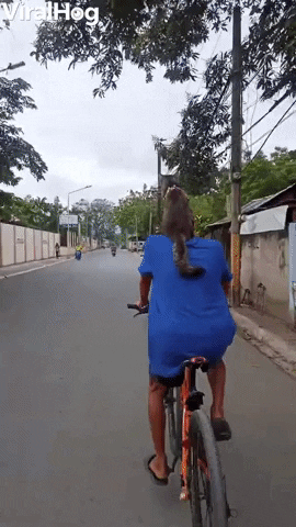 Cat Goes For Ride On Biking Humans Shoulders GIF by ViralHog
