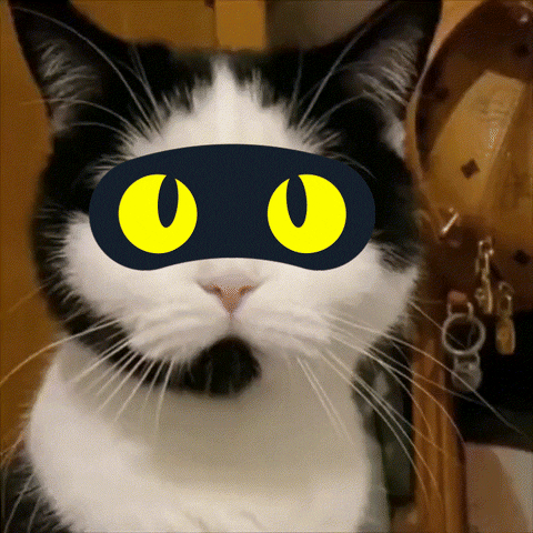 Cat Bitcoin GIF