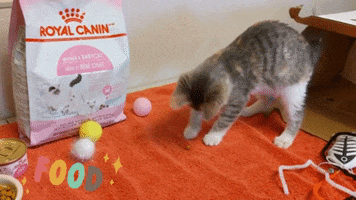 Play With Me Food GIF by Peninsula Humane Society & SPCA