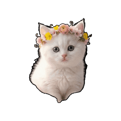 Cat Momo Sticker