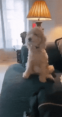 Funniest GIFs of all time