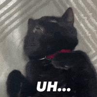 Black Cat Ok GIF