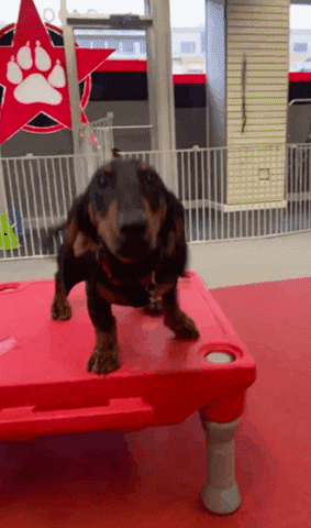@thepetrepublic GIF
