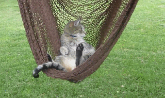 ACT students should be relaxed as a cat in a hammock