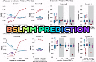Bslmm Prediction GIF