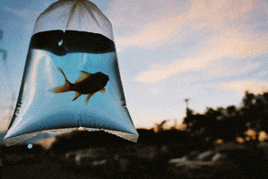gold fish vintage GIF