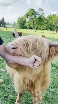 Scottish Highland Cow Chews Carer's Arm