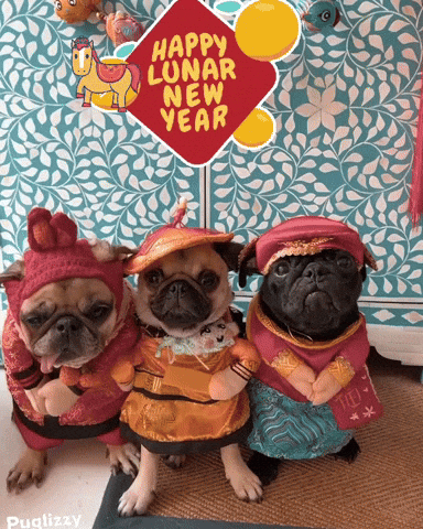Chinese New Year Pugs GIF