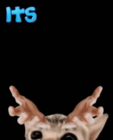 Peanut Butter Cat GIF