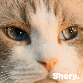 Petinsurance GIF by getShory