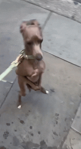 Dog What GIF