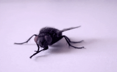 Catching Fly GIFs - Get the best GIF on GIPHY