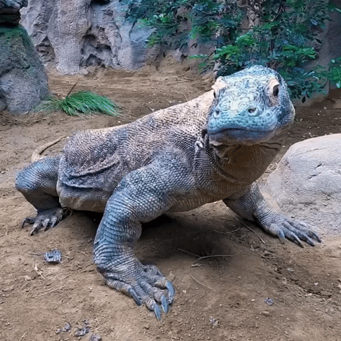 Hungry Komodo Dragon GIF by San Diego Zoo Wildlife Alliance