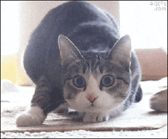 Cat Funny animated GIF