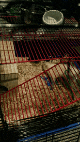 hamster