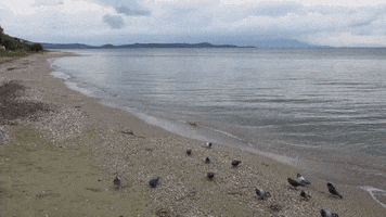Pigeon Feeding GIF