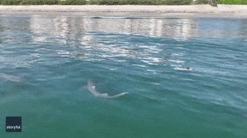 Shark Week Ocean GIF by Storyful
