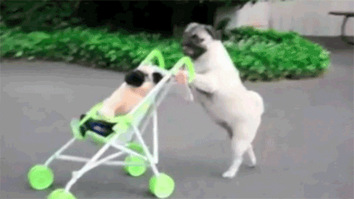 Stroller Gifs Get The Best Gif On Giphy
