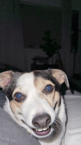 Dog Teeth GIF