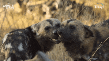 Nat Geo Kiss GIF by National Geographic Channel