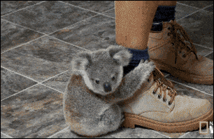 koala hug GIF