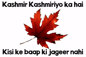 Freedom Kashmir GIF