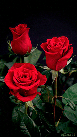 Giphy - National Red Rose Day GIF
