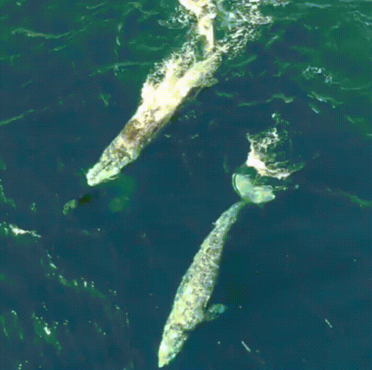 wildlife playing GIF
