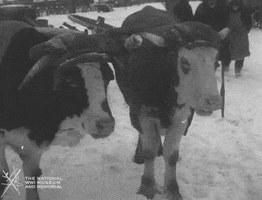 NationalWWIMuseum black and white military footage cows GIF