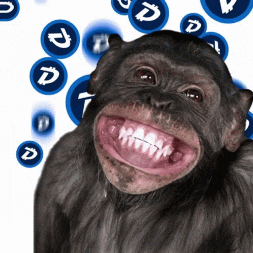 Funny Monkey GIFs